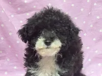 Angel Toysize Yorkie-Poo Girl, a female Yorkipoo for sale in Clintonville, WI – Photo 4 of 7