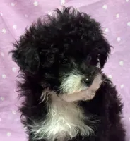 Angel Toysize Yorkie-Poo Girl, a female Yorkipoo for sale in Clintonville, WI – Photo 5 of 7