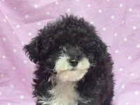 Angel Toysize Yorkie-Poo Girl, a female Yorkipoo for sale in Clintonville, WI – Photo 6 of 7