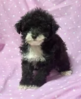 Angel Toysize Yorkie-Poo Girl, a female Yorkipoo for sale in Clintonville, WI – Photo 2 of 7
