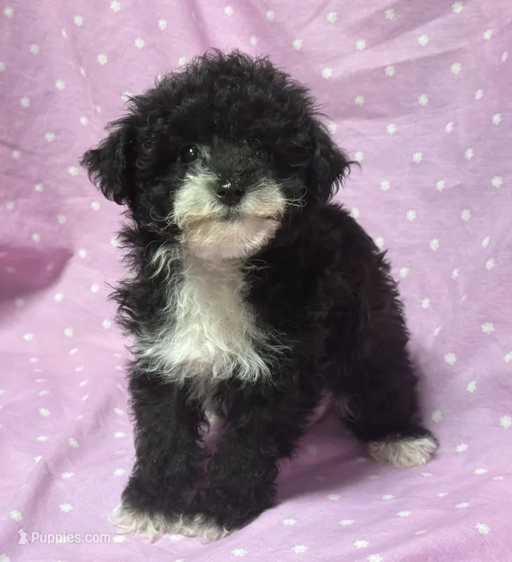 Angel Toysize Yorkie-Poo Girl – Yorkipoo puppy for sale in Clintonville, WI