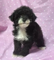 Angel Toysize Yorkie-Poo Girl, a female Yorkipoo for sale in Clintonville, WI – Photo 1 of 7
