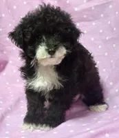 Angel Toysize Yorkie-Poo Girl, a female Yorkipoo for sale in Clintonville, WI – Photo 3 of 7