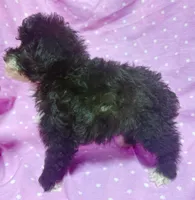Angel Toysize Yorkie-Poo Girl, a female Yorkipoo for sale in Clintonville, WI – Photo 7 of 7