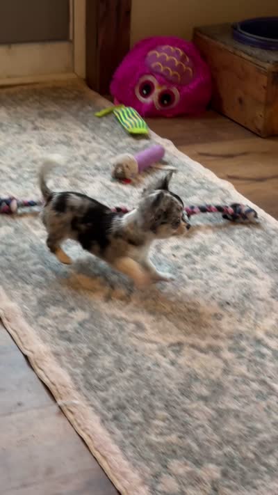 Oreo Teacup Chihuahua Longcoat Boy, weight 10/22/26 2 pounds, a male Chihuahua for sale in Clintonville, WI – 9 of 10