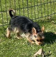 3/4 Yorkie ~ 1/4 Pomeranian Tiny Toy Boy, a male Yorkshire Terrier for sale in Clintonville, WI – 2 of 9