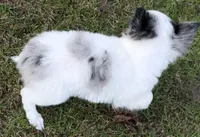 Applehead white/blue Merle Boy, should mature 5-6#s, a male Chihuahua for sale in Clintonville, WI – 6 of 10