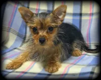 3/4 Yorkie ~ 1/4 Pomeranian Tiny Toy Boy, a male Yorkshire Terrier for sale in Clintonville, WI – 8 of 9
