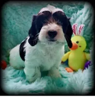 Shoxie boy, a male Dachshund and Shih Tzu for sale in Clintonville, WI – Photo 3 of 3