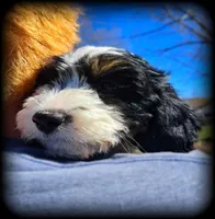 Shoxie boy, a male Dachshund and Shih Tzu for sale in Clintonville, WI – Photo 2 of 3