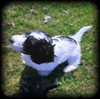 Shoxie boy, a male Dachshund and Shih Tzu for sale in Clintonville, WI – Photo 1 of 3