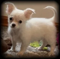 Cloud Applehead Tiny Toy White/Cream Boy. 13 weeks - 2.9 pounds, a male Chihuahua for sale in Clintonville, WI – 2 of 4