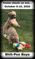 Bow Toysized Chocolate based Shih-Poo Boy (3/4 Shih Tzu), a male Shihpoo for sale in Clintonville, WI – 2 of 7