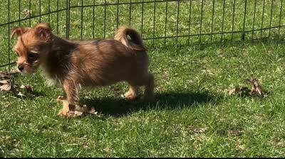 Yorkie-Pom Toysize Boy First Generation, a male Yorkshire Terrier for sale in Clintonville, WI – 4 of 8