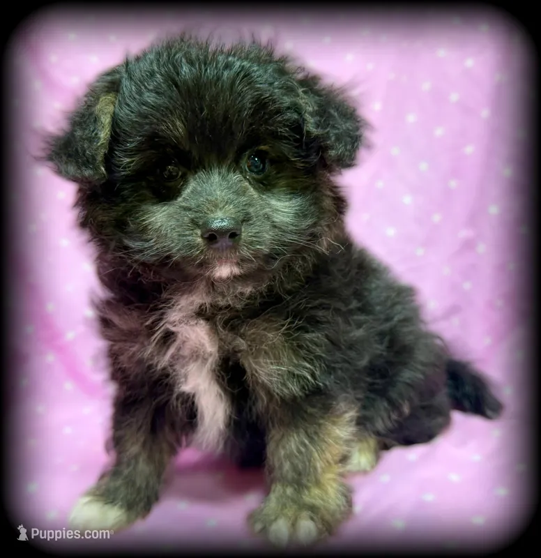 Wendy Pom-Poo girl - black/tan brindle  – Pomapoo puppy for sale in Clintonville, WI