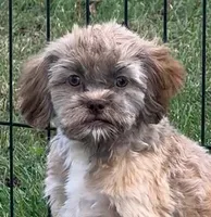 Arrow Toysize liver based Shih-Poo Boy (3/4 Shih Tzu), a male Shihpoo for sale in Clintonville, WI – 2 of 6