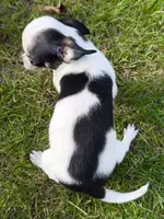 APPLEHEAD Teacup white/black boy 1# 11 oz on 10/2/26, a male Chihuahua for sale in Clintonville, WI – 9 of 10
