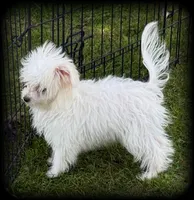 Pearl MalChi tiny toy girl, a female Malchi for sale in Clintonville, WI – 7 of 8