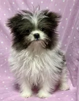 Demi Tiny Toy Blue & white girl (4-5 pound adult weight), a female Shiranian for sale in Clintonville, WI – Photo 4 of 7