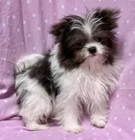 Demi Tiny Toy Blue & white girl (4-5 pound adult weight), a female Shiranian for sale in Clintonville, WI – Photo 6 of 7