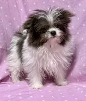 Demi Tiny Toy Blue & white girl (4-5 pound adult weight), a female Shiranian for sale in Clintonville, WI – Photo 3 of 7