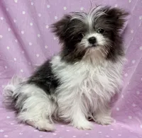 Demi Tiny Toy Blue & white girl (4-5 pound adult weight), a female Shiranian for sale in Clintonville, WI – Photo 7 of 7