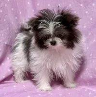 Demi Tiny Toy Blue & white girl (4-5 pound adult weight), a female Shiranian for sale in Clintonville, WI – Photo 5 of 7