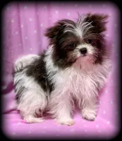 Demi Tiny Toy Blue & white girl (4-5 pound adult weight), a female Shiranian for sale in Clintonville, WI – Photo 1 of 7
