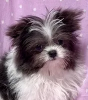 Demi Tiny Toy Blue & white girl (4-5 pound adult weight), a female Shiranian for sale in Clintonville, WI – Photo 2 of 7