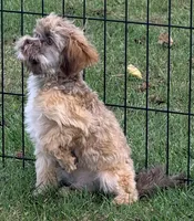 Arrow Toysize liver based Shih-Poo Boy (3/4 Shih Tzu), a male Shihpoo for sale in Clintonville, WI – 3 of 6