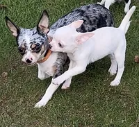 Applehead white/cream Boy, blue eye-brown eye, should mature 5-6#s, a male Chihuahua for sale in Clintonville, WI – 4 of 10