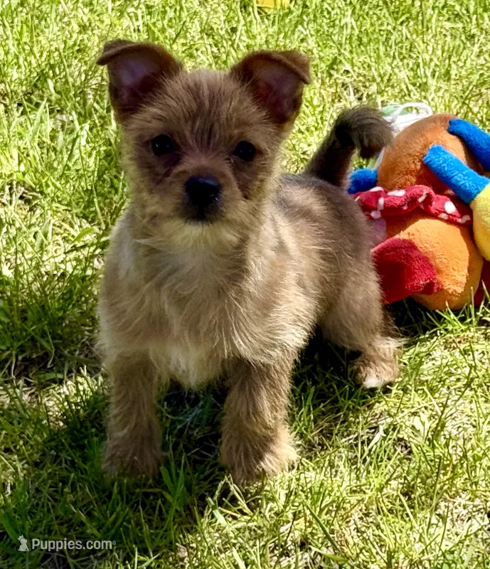 Mr. PERSONALITY❣️ Chili ~ Yorkie-Pom Toysize Boy – Pomeranian puppy for sale in Clintonville, WI
