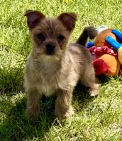 Mr. PERSONALITY❣️ Chili ~ Yorkie-Pom Toysize Boy, a male Pomeranian for sale in Clintonville, WI – 1 of 6