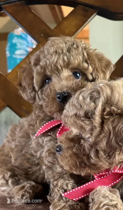 Bowie – Poodle - Toy  puppy for sale in Pleasanton, TX