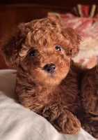 Bowie, a male Poodle - Toy  for sale in Pleasanton, TX – Photo 3 of 3