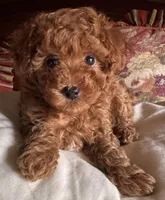 Bowie, a male Poodle - Toy  for sale in Pleasanton, TX – Photo 2 of 3