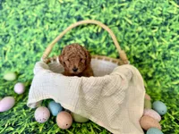 Rose Collar, a female Miniature Goldendoodle for sale in Charlestown, IN – Photo 6 of 10