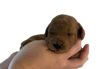 Rose Collar, a female Miniature Goldendoodle for sale in Charlestown, IN – Photo 10 of 10
