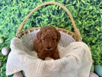 Rose Collar, a female Miniature Goldendoodle for sale in Charlestown, IN – Photo 3 of 10