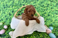 Rose Collar, a female Miniature Goldendoodle for sale in Charlestown, IN – Photo 5 of 10