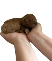 Rose Collar, a female Miniature Goldendoodle for sale in Charlestown, IN – Photo 7 of 10