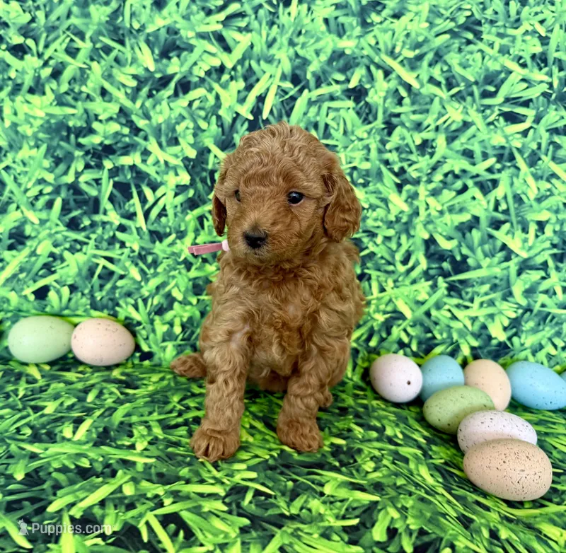 Rose Collar, a female Miniature Goldendoodle for sale in Charlestown, IN – Photo 1 of 10