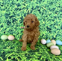 Rose Collar, a female Miniature Goldendoodle for sale in Charlestown, IN – Photo 1 of 10