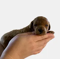 Rose Collar, a female Miniature Goldendoodle for sale in Charlestown, IN – Photo 8 of 10