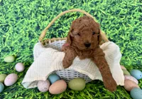 Rose Collar, a female Miniature Goldendoodle for sale in Charlestown, IN – Photo 2 of 10