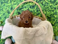 Rose Collar, a female Miniature Goldendoodle for sale in Charlestown, IN – Photo 4 of 10