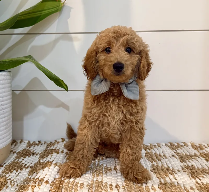 Blue Collar  – Miniature Goldendoodle puppy for sale in Charlestown, IN