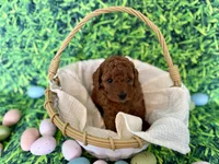 Purple Collar , a female Miniature Goldendoodle for sale in Charlestown, IN – Photo 2 of 10