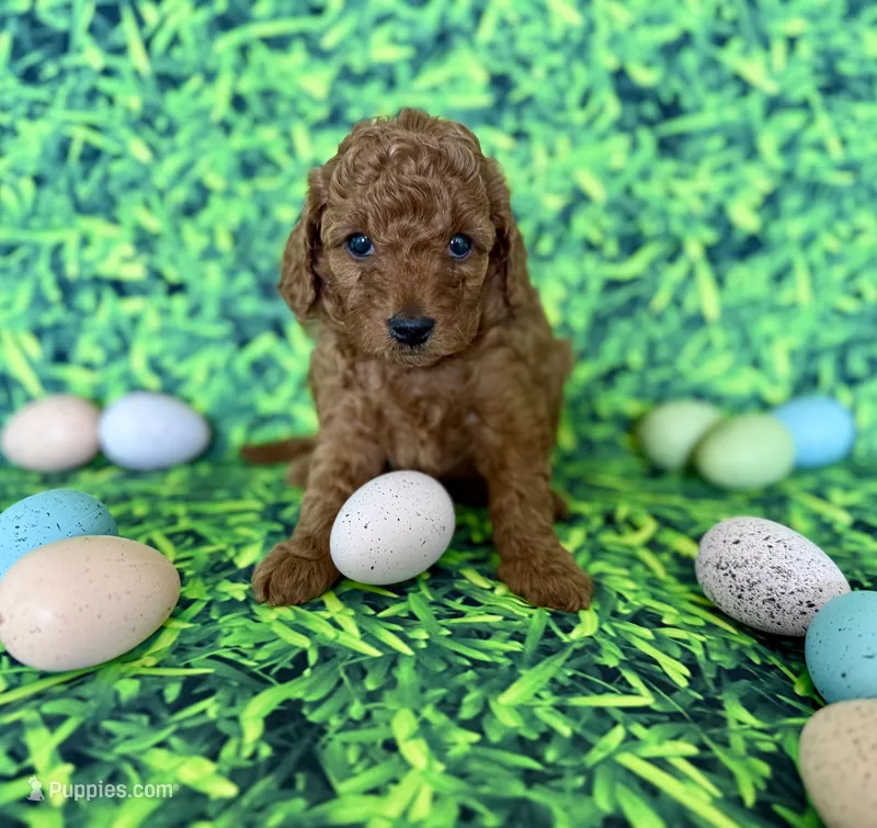 Purple Collar , a female Miniature Goldendoodle for sale in Charlestown, IN – Photo 1 of 10