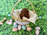 Purple Collar , a female Miniature Goldendoodle for sale in Charlestown, IN – Photo 5 of 10